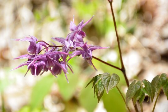 イカリソウ属 の画像 3 263 件の Stock 写真 ベクターおよびビデオ Adobe Stock