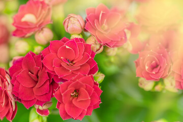 Nature background of red frowers