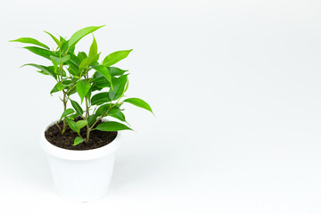 Ficus planted in a white pot on white background