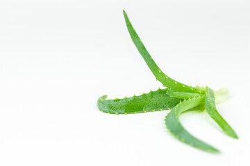 Fresh aloe vera leaves and space for text on light background