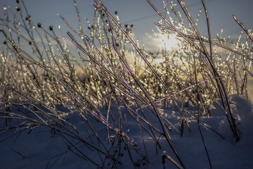 The sun's rays penetrate through the icy dry grass and iridescent reflect the sunbeams.