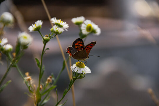 A butterfly sits on a camomile flower against a green meadow. Colors of blooming summer on a warm July day