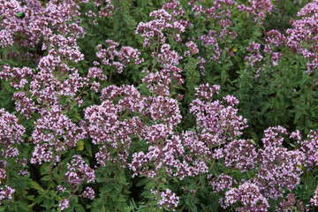 oregano flowers on a large field