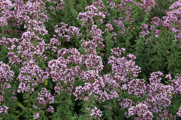 Obraz premium oregano flowers on a large field