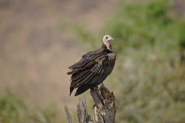 The adult hooded vulture (Necrosyrtes monachus) stood on the branch. Close-up. Large numbers of animals migrate to the Masai Mara National Wildlife Refuge in Kenya, Africa. 2016.