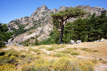 Fototapeta na wymiar Bavella pass in Corsica mountain