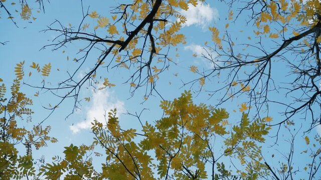 Top view through autumn tree branches with yellow leaves on blue sky with white clouds. Plane flies