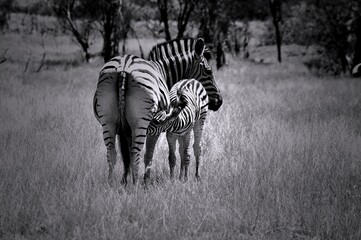 Black and white photo of mother and baby zebra