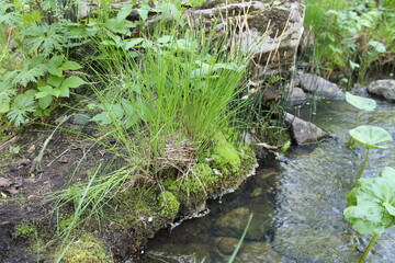 stream in the forest