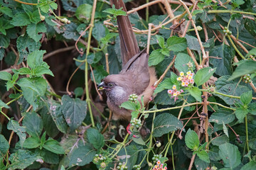 Speckled mousebird (Colius striatus) is eating lantana fruit. Large numbers of animals migrate to the Masai Mara National Wildlife Refuge in Kenya, Africa. 2016.
