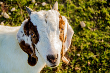 Close up of goat in field