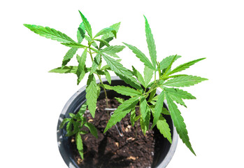 Marijuana leaf or ganja or hemp cannabis sprout seedling plant growing in a black pot for medical.