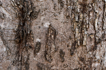 A close-up texture of the trunk of a cherry tree