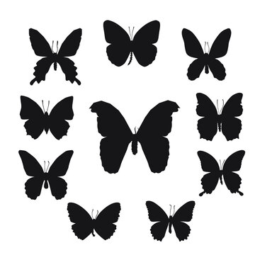 Vector illustration of butterfly cartoon on white background