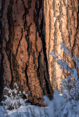 Fototapeta na wymiar Ponderosa Pine bark in the snow during winter