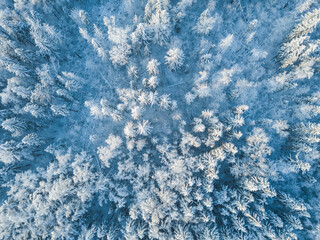 Snow in forest. Moscow region landscape. Aerial view