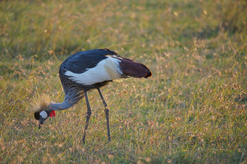 A Grey crowned  crane (Balearica regulorum) is foraging in the grassland. Large numbers of animals migrate to the Masai Mara National Wildlife Refuge in Kenya, Africa. 2016.