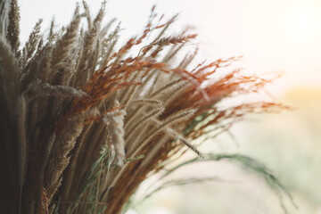 Plants or dry grass in pots are placed on the table to the sunlight.