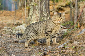 Naklejka na ściany i meble A pet cat on a walk in a pine forest.