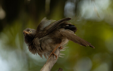 birds