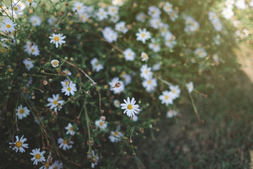 Daisies planted in the garden with the morning sun