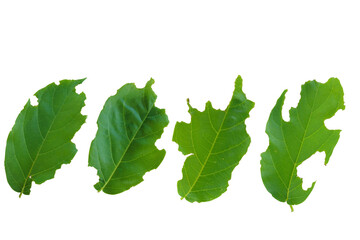 Group of green leaves have hole frome worm eaten