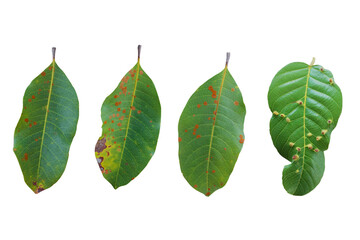 Group of green leaves has leaf fungus