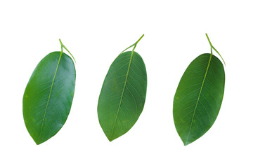 group of green leaf on white background.