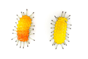 two orange caterpillar