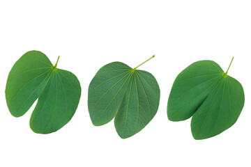 set of green leaf on white background conceptual abstract