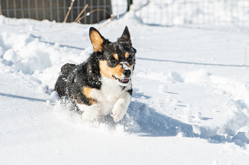 Corgi Running through Snow