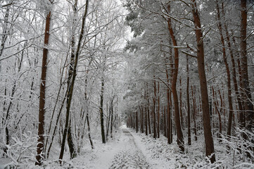 Langer verschneiter Weg im Wald 