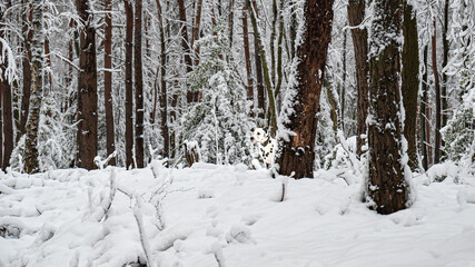 Verschneiter Wald in dem sich ein Dalmatiner versteckt