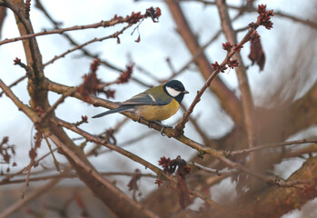 The bird tit sits on a tree.
