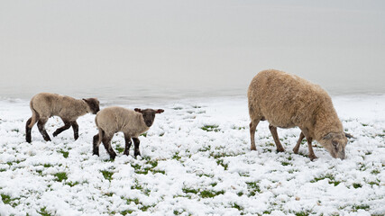 Schaf mit zwei Jungen auf einer verschneiten Wiese