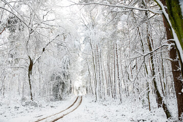 Verschneiter einsamer Waldweg mit Reifenspuren im Winter