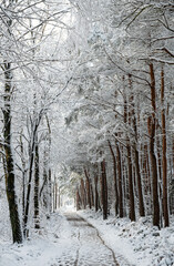 Verschneiter einsamer Waldweg im Winter