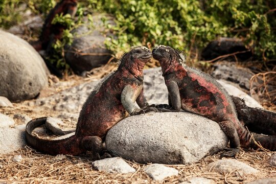 Ecuador, Galapagos Islands, Two marine iguanas facing each other while standing on rock