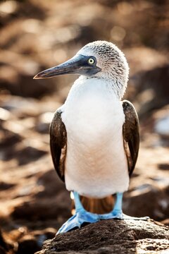 Ecuador, Galapagos Islands, Blue-footed Booby standing on rock