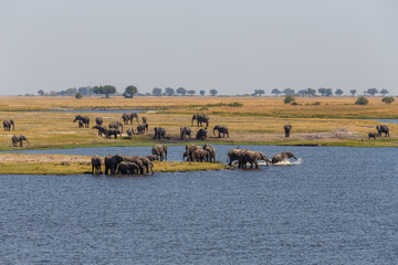 African Elephant bathing in Chobe river National Park, Botswana. Africa safari wildlife