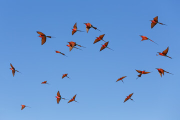 flying flock of Bird Northern Carmine Bee-eater in large nesting colony of (Merops nubicoides) on...
