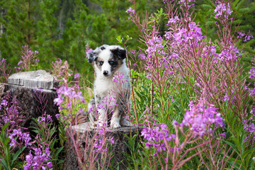 An Australian shepherd puppy sitting on a tree stump among a patch of wild flowers. 