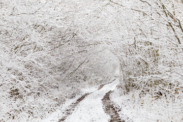 Iced tree and shrubs in a winter wonderland landscape. Tree is covered by frost and snow. Rural path in Winter scenery in Czech Republic, Vysocina Highland region, Europe