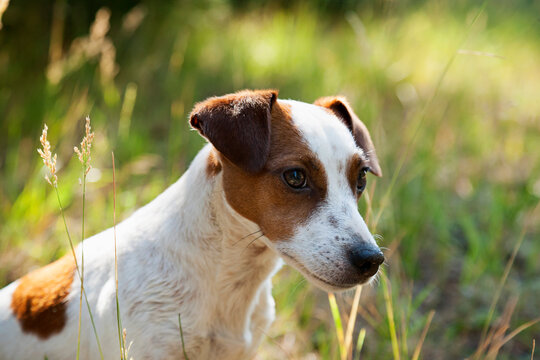 Jack Russell terrier sitting in high grass looking calm. - dogs