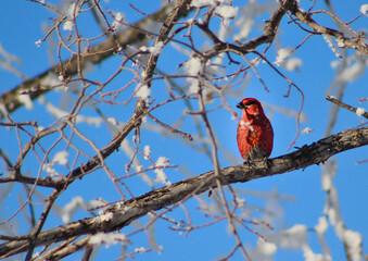 cardinal on a branch