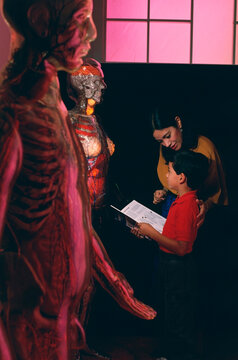 Woman showing human skeleton to her son in a museum