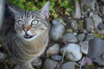Naklejka premium miauende Katze 
