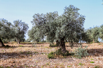 Lebanon in the winter of 2020 in the mountains