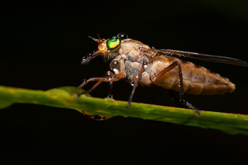 March fly after rain