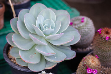 Close up of agave succulent and cactus plants